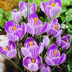 Arborix Bulbes De Fleurs | - 50 x crocus pickwick - bulbes à fleurs de printemps