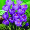 Arborix - 50 x crocus remmerbranche - bulbes à fleurs de printemps Best
