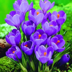 Arborix - 50 x crocus remmerbranche - bulbes à fleurs de printemps Best