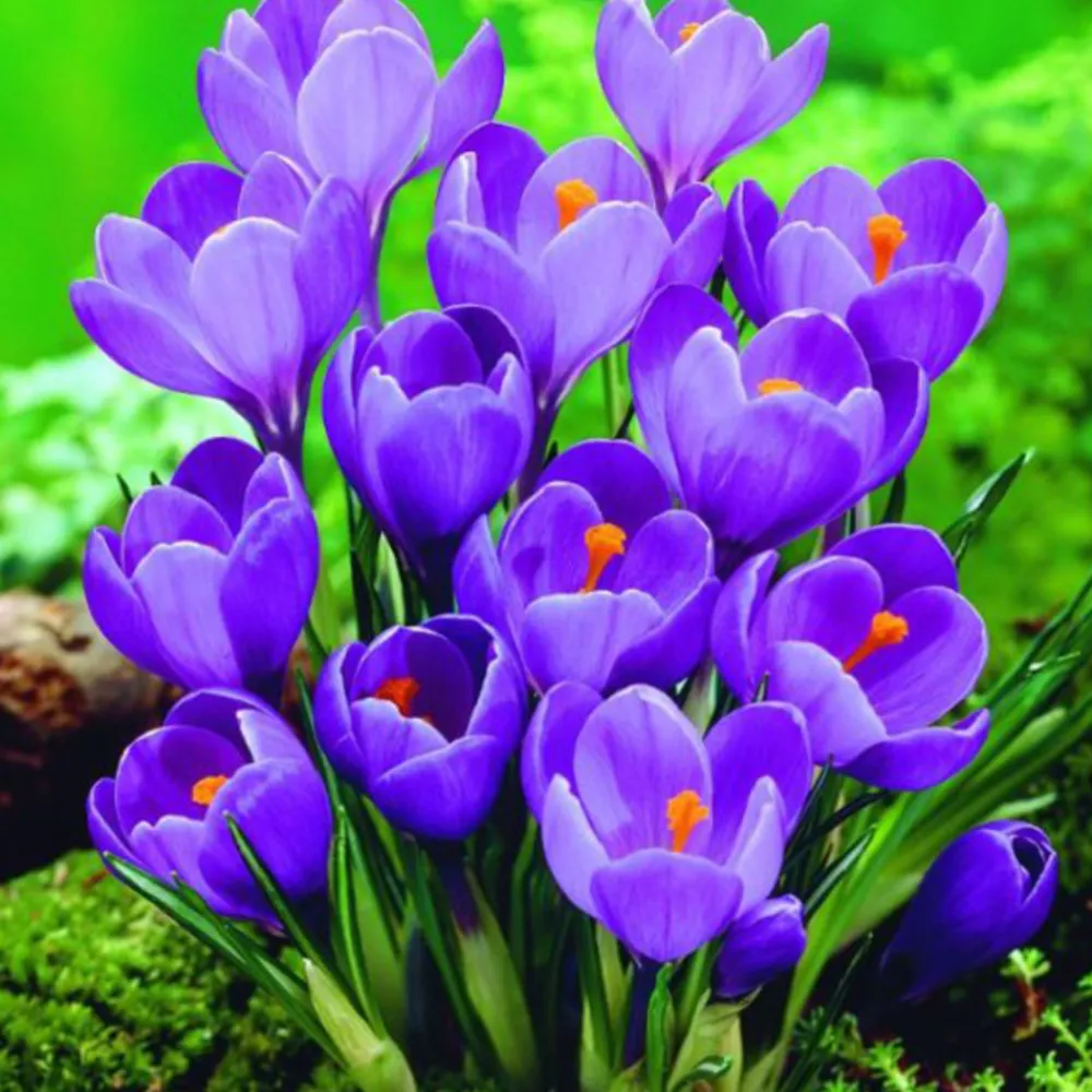 Arborix - 50 x crocus remmerbranche - bulbes à fleurs de printemps Best