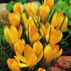 Arborix Plantes Grimpantes | - 50 x crocus yellow - bulbes à fleurs de printemps