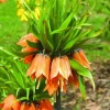 Arborix Plantes Grimpantes | - 5 x fritillaria aurora - orange - 5 x fritillaria aurora