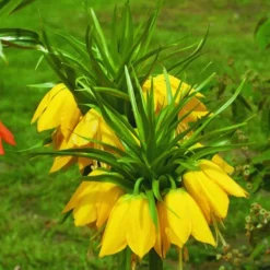 Arborix Plantes Grimpantes | - 5 x fritillaria lutea - jaune - 5 x fritillaria lutea