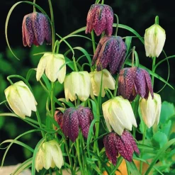 Arborix Bulbes De Fleurs | - 10 x fritillaria meleagris - bulbes à fleurs de printemps