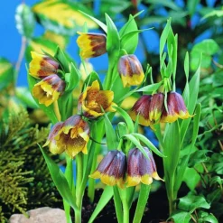 Arborix - 10 x fritillaria michailovsky - bulbes à fleurs de printemps Sale