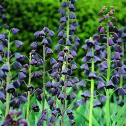 Arborix Plantes Grimpantes | - 5 x fritillaria persica - 5 x fritillaria persica
