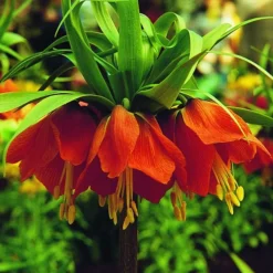 Arborix Plantes Grimpantes | - 5 x fritillaria rubra maxima - 5 x fritillaria rubra maxima