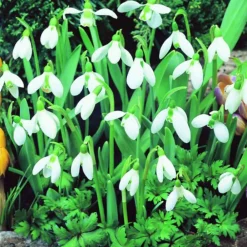 Arborix Plantes Grimpantes | - 50 x galanthus perce - bulbes à fleurs de printemps