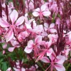 Arborix Plantes Vivaces | - 6 x gaura lindheimeri 'cherry brandy' – godet 9cm x 9cm – fleurs rose fuchsia éclatantes