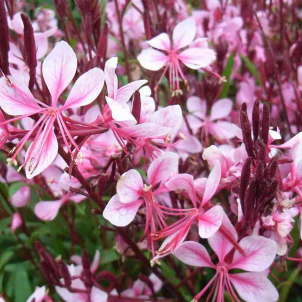 Arborix Plantes Vivaces | - 6 x gaura lindheimeri 'cherry brandy' – godet 9cm x 9cm – fleurs rose fuchsia éclatantes