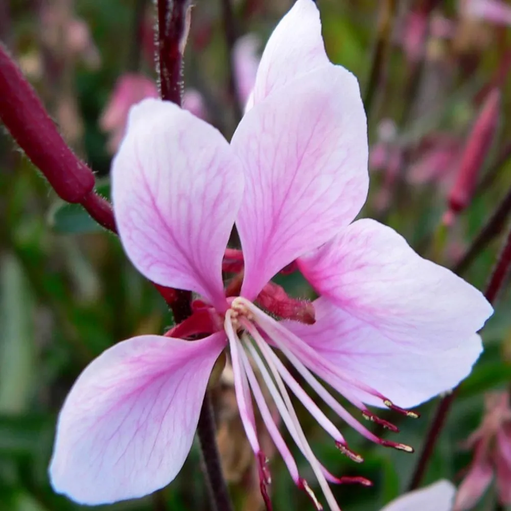 Arborix Plantes Vivaces | - 6 x gaura lindheimeri 'cherry brandy' – godet 9cm x 9cm – fleurs rose fuchsia éclatantes