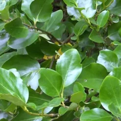 Arborix Arbres Et Arbustes | - 2 x griselinie du littoral - griselinia littoralis - 60-80 cm pot
