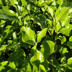 Arborix Arbres Et Arbustes | - 2 x griselinie du littoral - griselinia littoralis - 60-80 cm pot