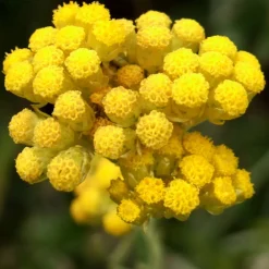 Arborix - 6 x immortelle à odeur de curry - helichrysum italicum - godet 9cm x 9cm New