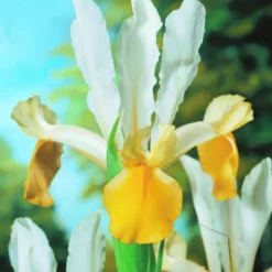 Arborix - 50 x iris angel wings - bulbes à fleurs de printemps Online