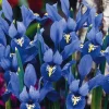 Arborix - 50 x iris bot reticulata bleu - bulbes à fleurs de printemps New
