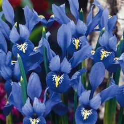 Arborix - 50 x iris bot reticulata bleu - bulbes à fleurs de printemps New