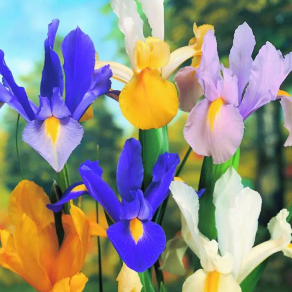 Arborix - 50 x iris mix - bulbes à fleurs de printemps Best