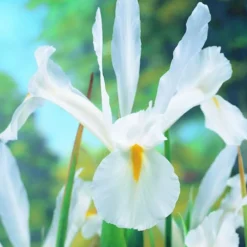 Arborix Bulbes De Fleurs | - 50 x iris white excelsior - bulbes à fleurs de printemps