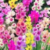 Arborix - 25 x ixia - bulbes à fleurs de printemps Best