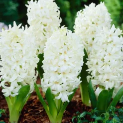 Arborix - 25 x jacinthe blanc - bulbes à fleurs de printemps Sale