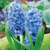 Arborix - 25 x jacinthe bleu - bulbes à fleurs de printemps New