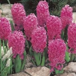 Arborix - 25 x jacinthe pink pearl - bulbes à fleurs de printemps