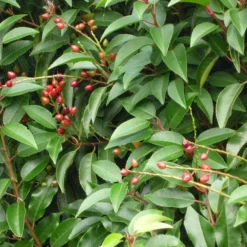 Arborix - 2 x laurier du portugal - prunus lusitanica - 40-50 cm pot Best