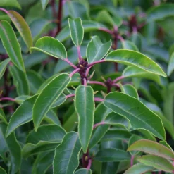 Arborix - 2 x laurier du portugal - prunus lusitanica - 40-50 cm pot Best
