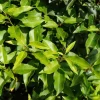Arborix Plantes De Haies | - 2 x laurier du portugal 'angustifolia' - prunus lusitanica 'angustifolia' - 40-50 cm pot