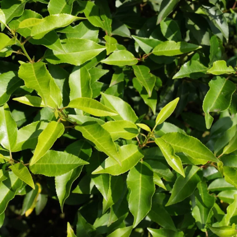 Arborix Plantes De Haies | - 2 x laurier du portugal 'angustifolia' - prunus lusitanica 'angustifolia' - 40-50 cm pot