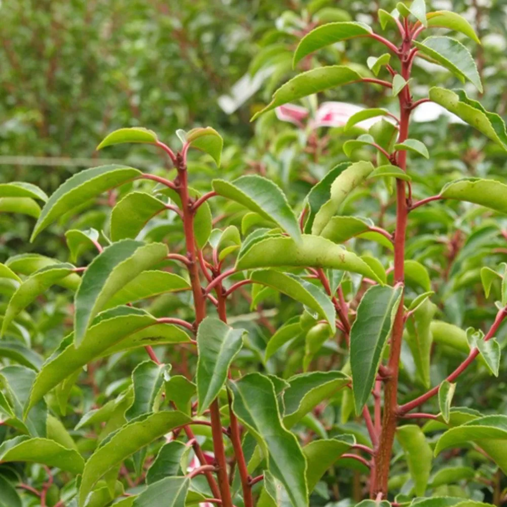 Arborix Plantes De Haies | - 2 x laurier du portugal 'angustifolia' - prunus lusitanica 'angustifolia' - 40-50 cm pot