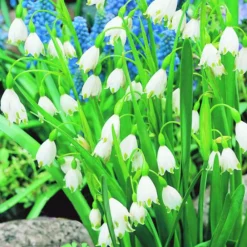 Arborix - 10 x leucojum aestivum - bulbes à fleurs de printemps Sale