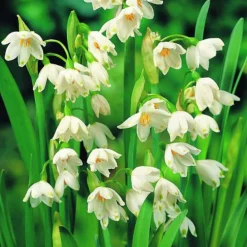 Arborix - 10 x leucojum gravety giant - bulbes à fleurs de printemps New
