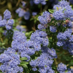 Arborix - 2 x lilas de californie 'concha' - ceanothus 'concha' - 30-40 cm pot Discount