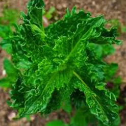 Arborix - 6 x menthe verte 'crispa' - mentha spicata 'crispa' - godet 9cm x 9cm Best
