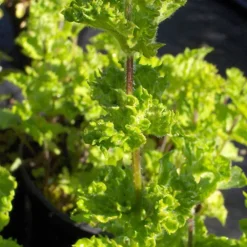 Arborix - 6 x menthe verte 'crispa' - mentha spicata 'crispa' - godet 9cm x 9cm Best