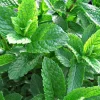 Arborix Plants De Légumes Et Aromatiques | - 6 x menthe verte - mentha spicata 'marocco' - godet 9cm x 9cm