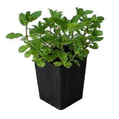 Arborix Plants De Légumes Et Aromatiques | - 6 x menthe verte - mentha spicata 'marocco' - godet 9cm x 9cm