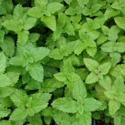 Arborix - 6 x mélisse citronnelle - melissa officinalis - godet 9cm x 9cm Discount