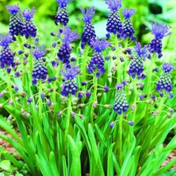 Arborix - 10 x muscari comosum - bulbes à fleurs de printemps Outlet