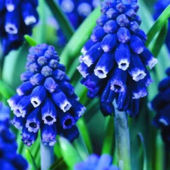 Arborix - 10 x muscari neglectum (muscari racemosum) - bulbes à fleurs de printemps Hot