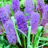 Arborix - 10 x muscari plumosum - bulbes à fleurs de printemps Best