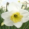 Arborix - 25 x narcis papillon blanc - bulbes à fleurs de printemps Best