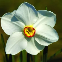 Arborix - 25 x narcis recurvus - bulbes à fleurs de printemps Outlet