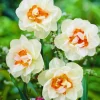 Arborix Bulbes De Fleurs | - 50 x narcisses flower drift - bulbes à fleurs de printemps