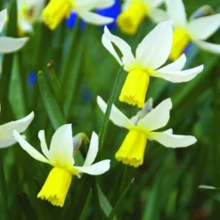 Arborix - 50 x narcisses jack snipe - bulbes à fleurs de printemps Clearance