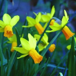 Arborix - 50 x narcisses jetfire - bulbes à fleurs de printemps