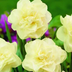 Arborix - 50 x narcisses obdam - bulbes à fleurs de printemps