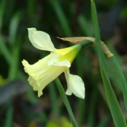 Arborix - 50 x narcisses wp milner - bulbes à fleurs de printemps Outlet